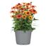 Sonnenhut 'Sunseekers' verschiedene Farben 17 cm Topf