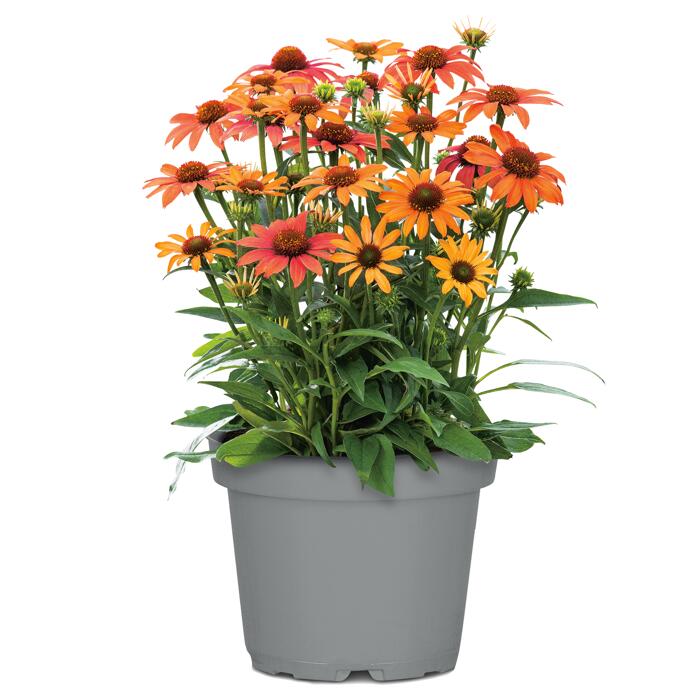 Sonnenhut 'Sunseekers' verschiedene Farben 17 cm Topf