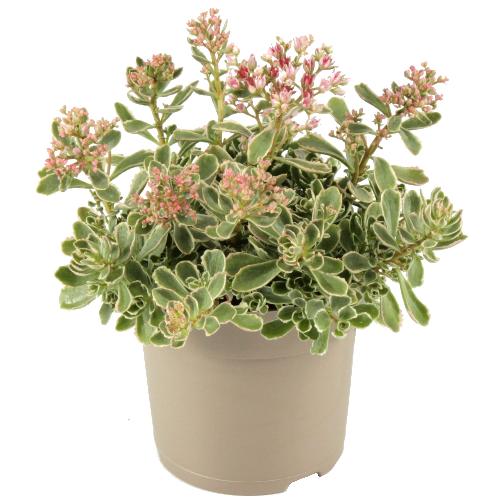 Fetthenne Trio im Topf