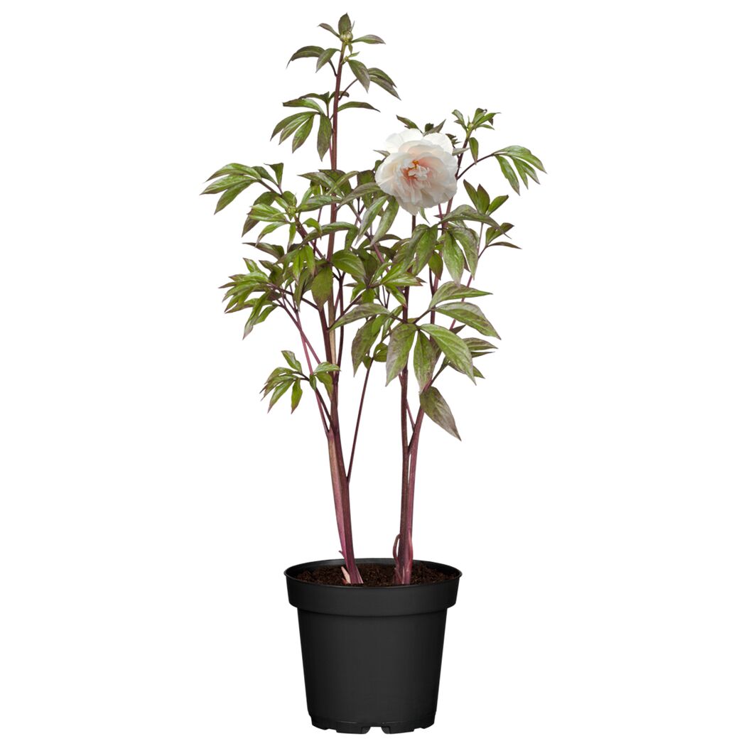 Pfingstrose mit weißer Blüte im Topf