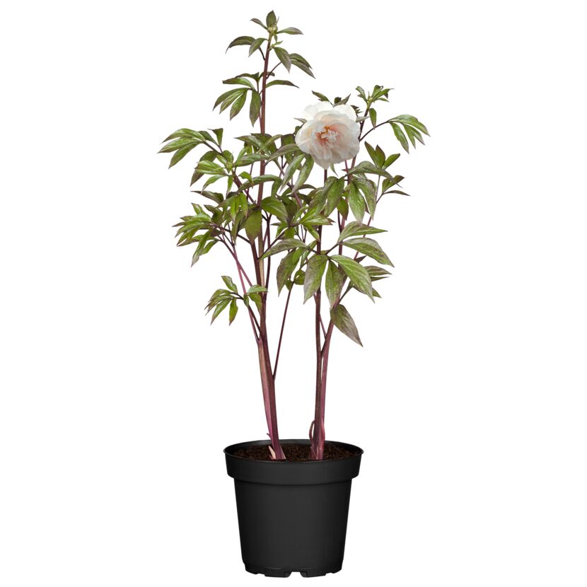 Pfingstrose mit weißer Blüte im Topf