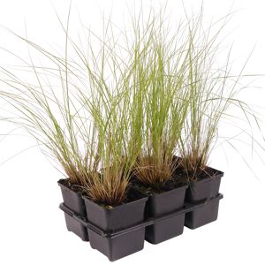 Rubin-Haargras 'Undaunted' 6er-Tray