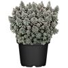Sternwurz 'Chinesische Narrenkappe' 17 cm Topf