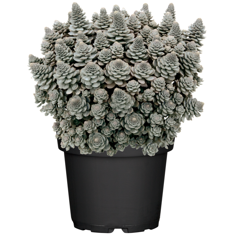 Sternwurz 'Chinesische Narrenkappe' 17 cm Topf