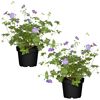Storchschnabel 'Rozanne' 13 cm Topf, 2er-Set