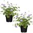Storchschnabel 'Rozanne' 13 cm Topf, 2er-Set