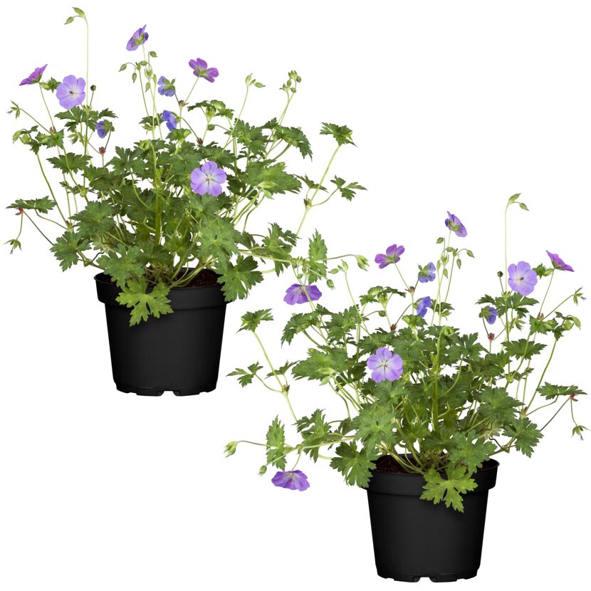 Storchschnabel 'Rozanne' 13 cm Topf, 2er-Set