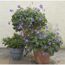 Storchschnabel 'Rozanne' 13 cm Topf, 2er-Set