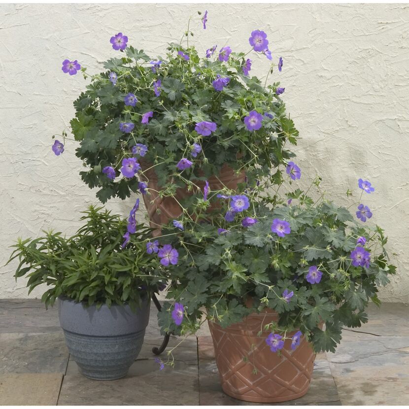 Storchschnabel 'Rozanne' 13 cm Topf, 2er-Set