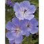 Storchschnabel 'Rozanne' 13 cm Topf, 2er-Set