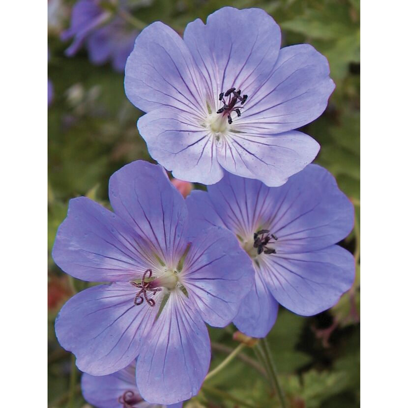 Storchschnabel 'Rozanne' 13 cm Topf, 2er-Set