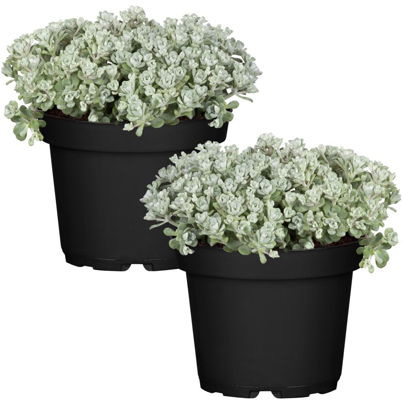 Zwei Töpfchen mit Sedum Cape Fetthenne