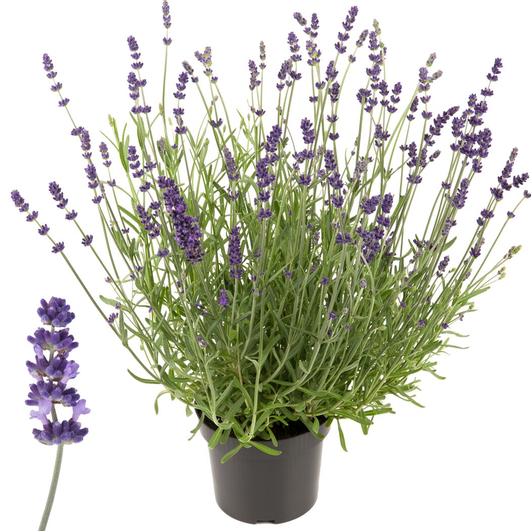 Lavendel im Topf