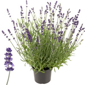 Lavendel 'Ardèche' violett 17 cm Topf
