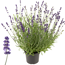 Verkleinertes Bild von Lavendel 'Ardèche' violett 17 cm Topf