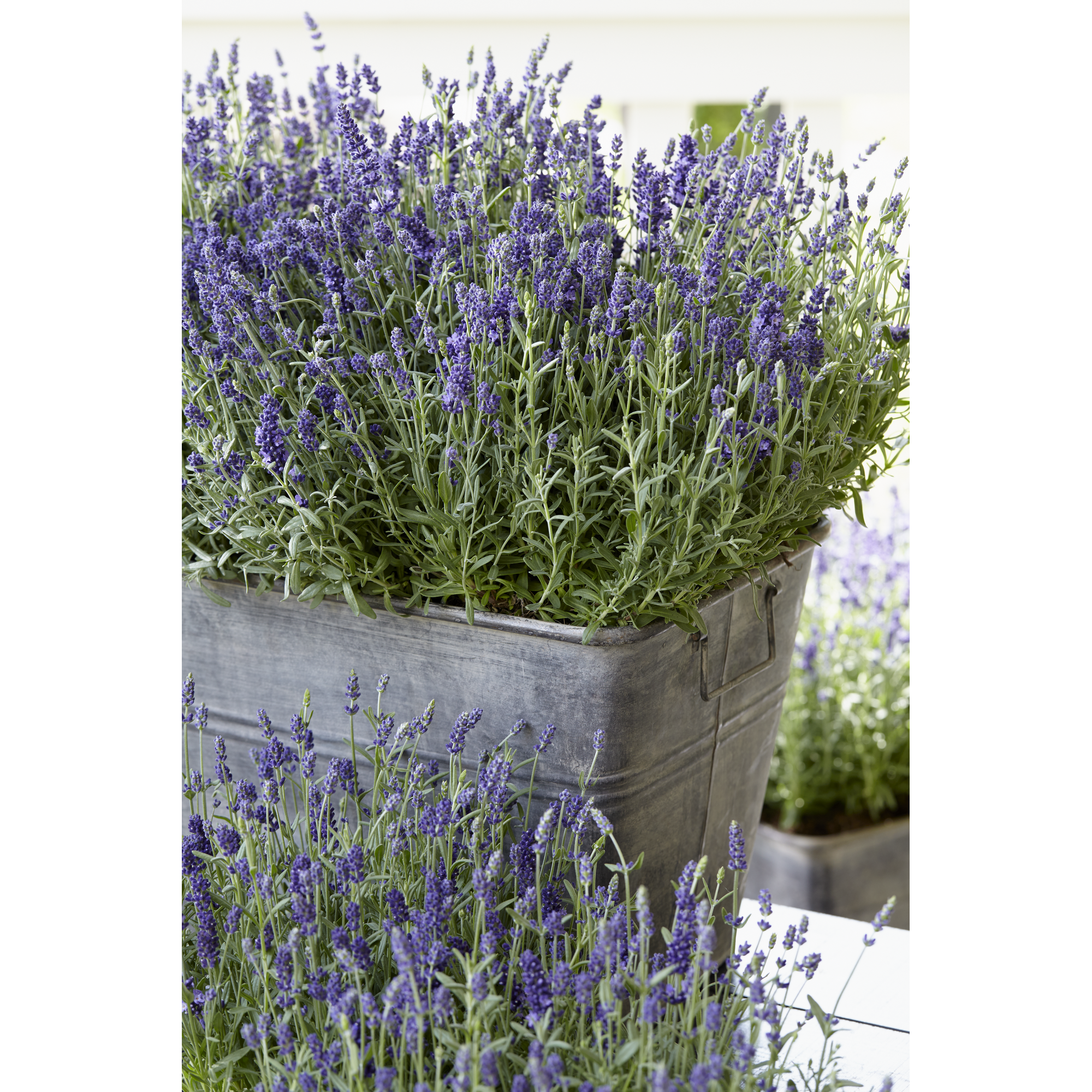 Lavendel 'Ardèche' violett 17 cm Topf + product picture