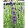 Lavendel 'Ardèche'