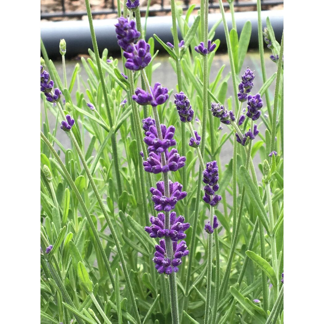 Lavendel 'Ardèche'