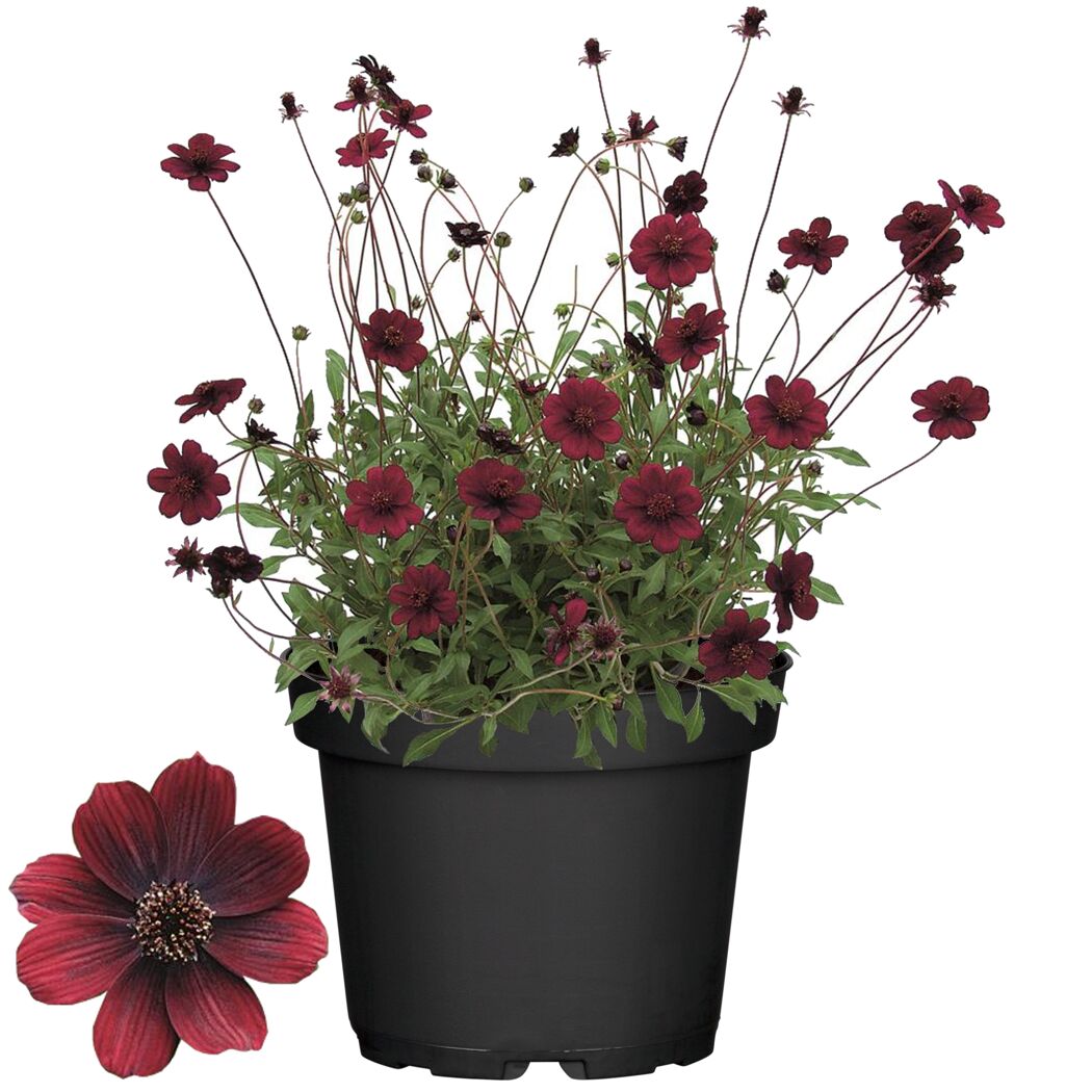 Schokoladen-Kosmee Cosmos atrosanguineus im schwarzen Topf