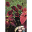 Verkleinertes Bild von Schokoladenblume 17 cm Topf