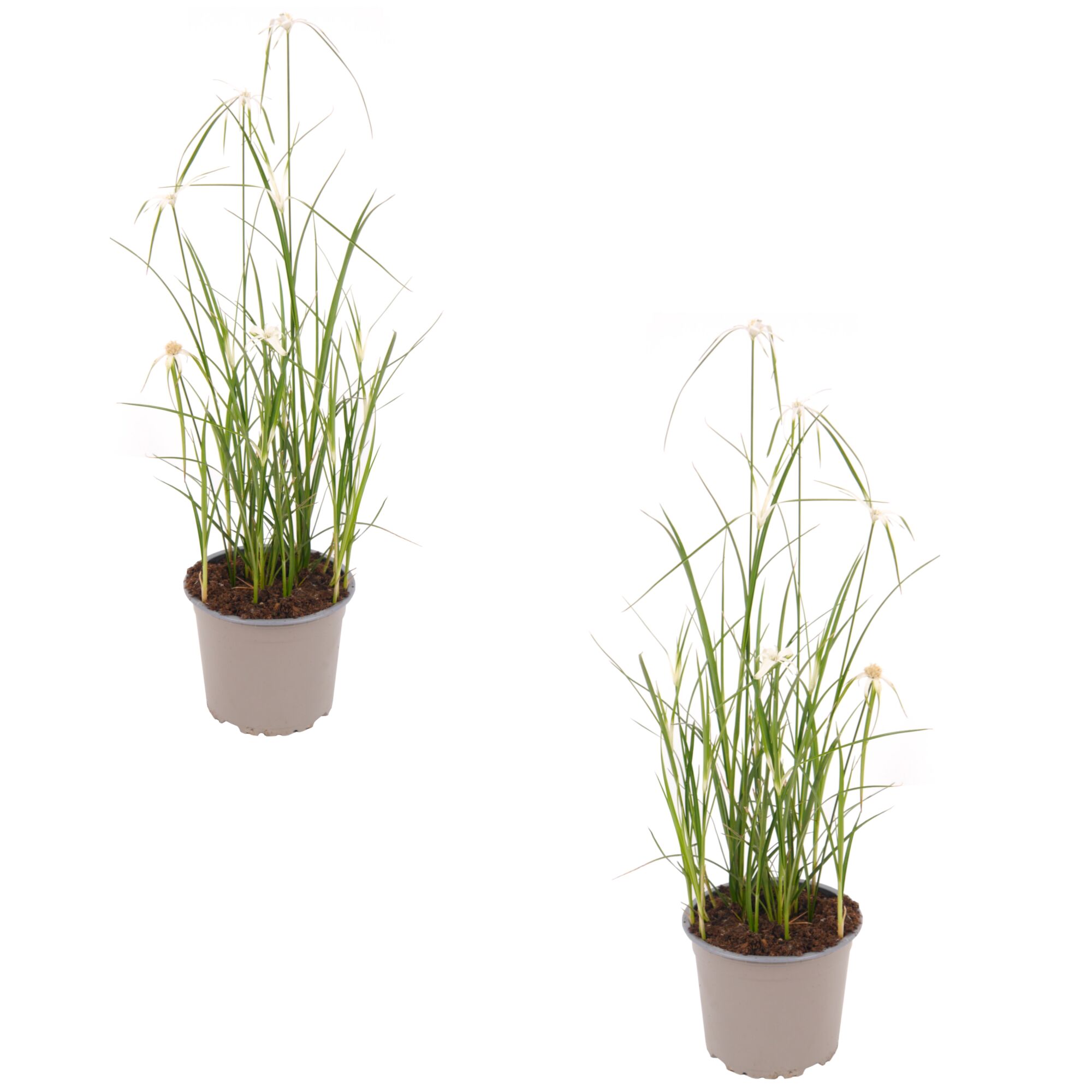 Zwei Topfpflanzen der Sorte Rhynchospora