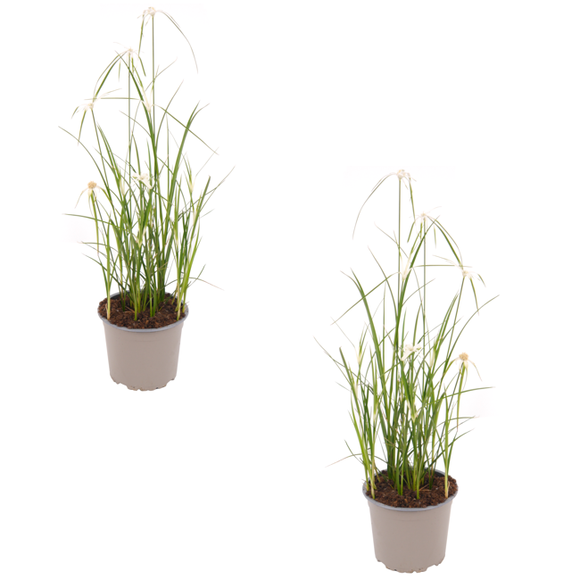 Bild von Sternentänzergras weiß 13 cm Topf, 2er-Set