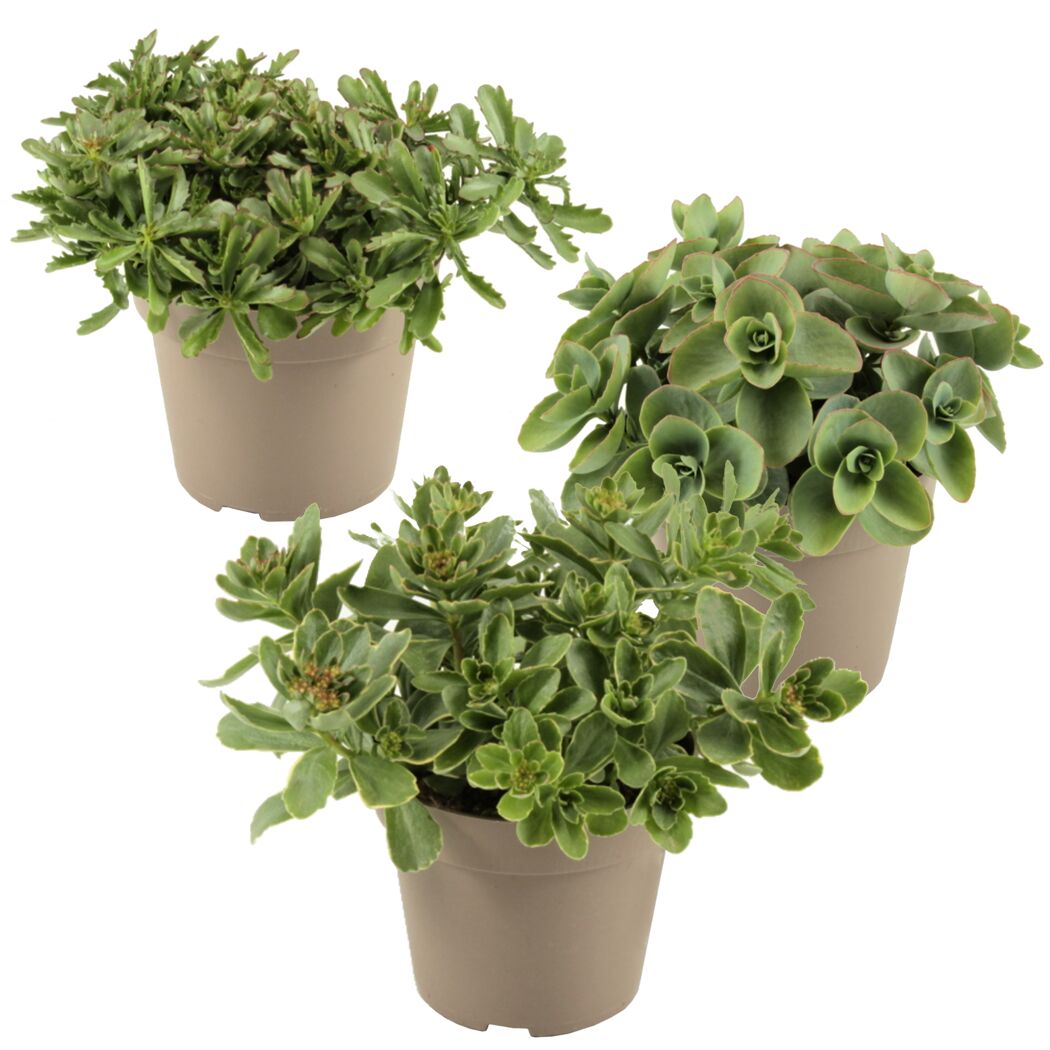 Drei Töpfchen mit Sedum-Pflanzen.
