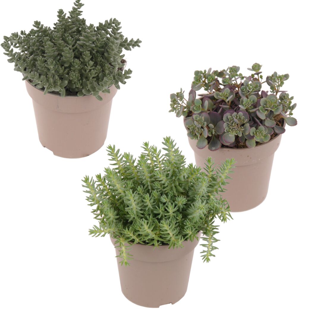 Drei Töpfchen mit Sedum Silberfetthenne