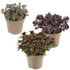 Fetthenne dunkellaubig 12 cm Topf, 3er-Set