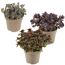 Fetthenne dunkellaubig 12 cm Topf, 3er-Set