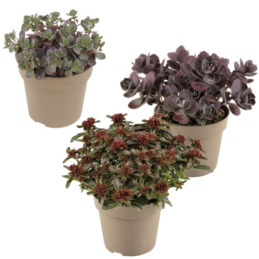 Fetthenne dunkellaubig 12 cm Topf, 3er-Set