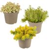 Drei Töpfchen mit Sedum gelb