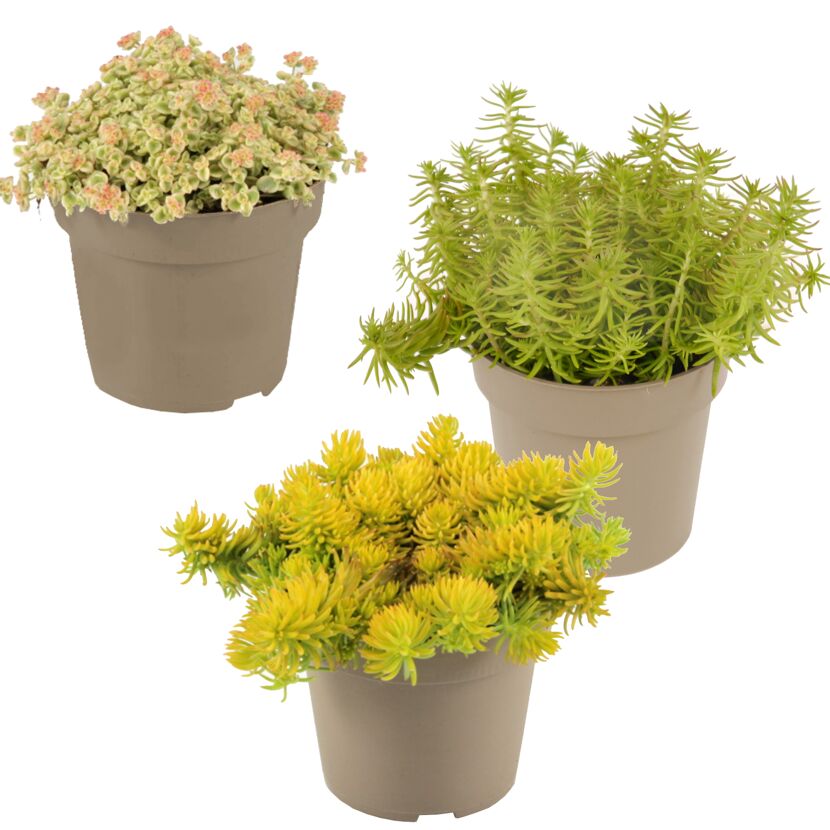 Drei Töpfchen mit Sedum gelb