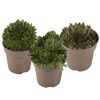Hauswurz grünlaubig 12 cm Topf 3er-Set