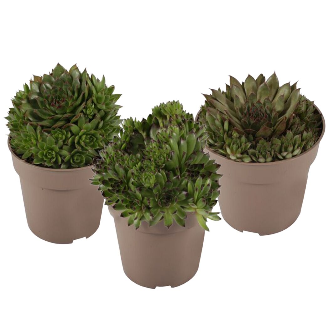 Hauswurz grünlaubig 12 cm Topf 3er-Set