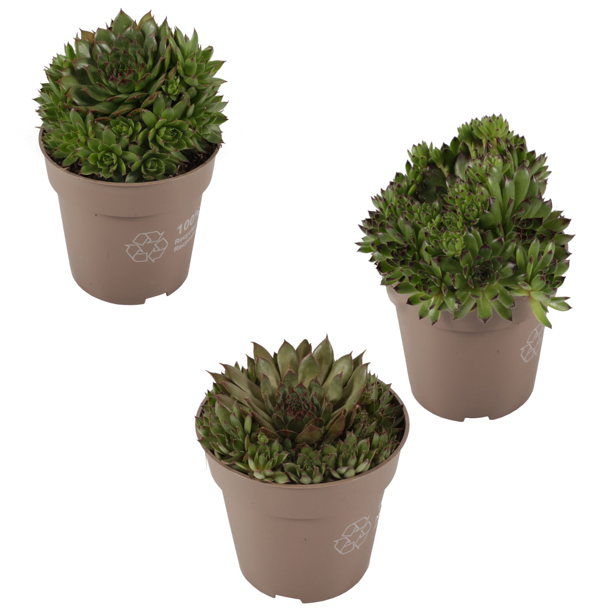 Drei Hauswurz-Pflanzen in Töpfen