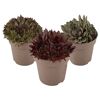 Hauswurz dunkellaubig 12 cm Topf 3er-Set
