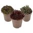 Hauswurz dunkellaubig 12 cm Topf 3er-Set