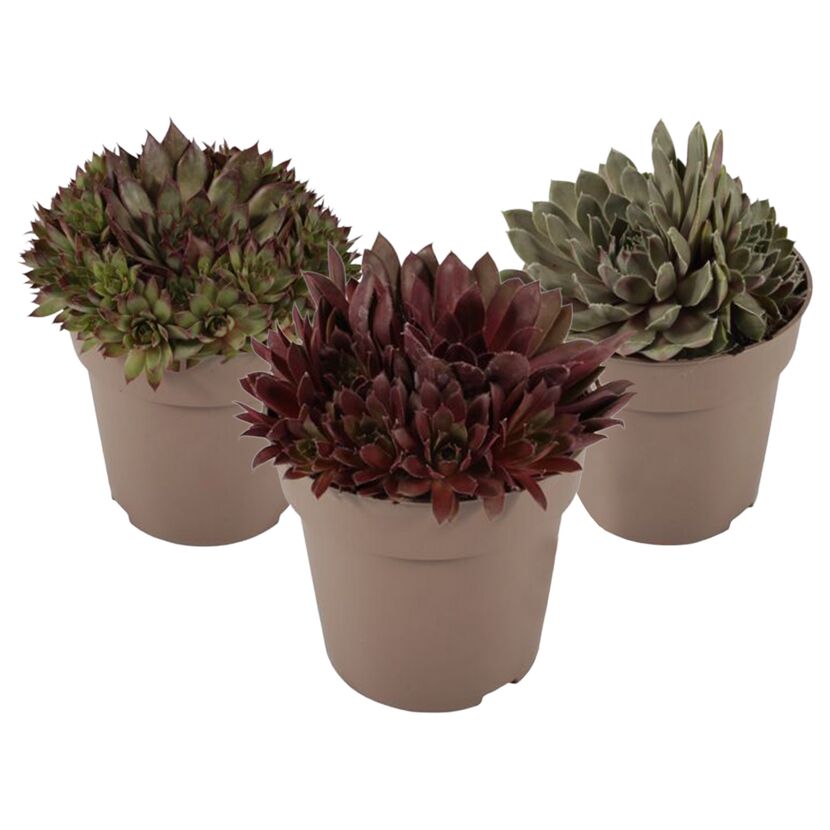 Hauswurz dunkellaubig 12 cm Topf 3er-Set
