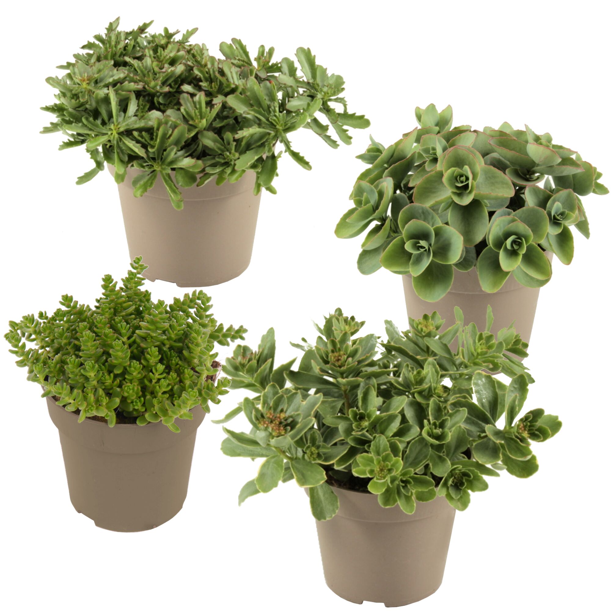 Vier verschiedene Sedum-Pflanzen in Töpfen.