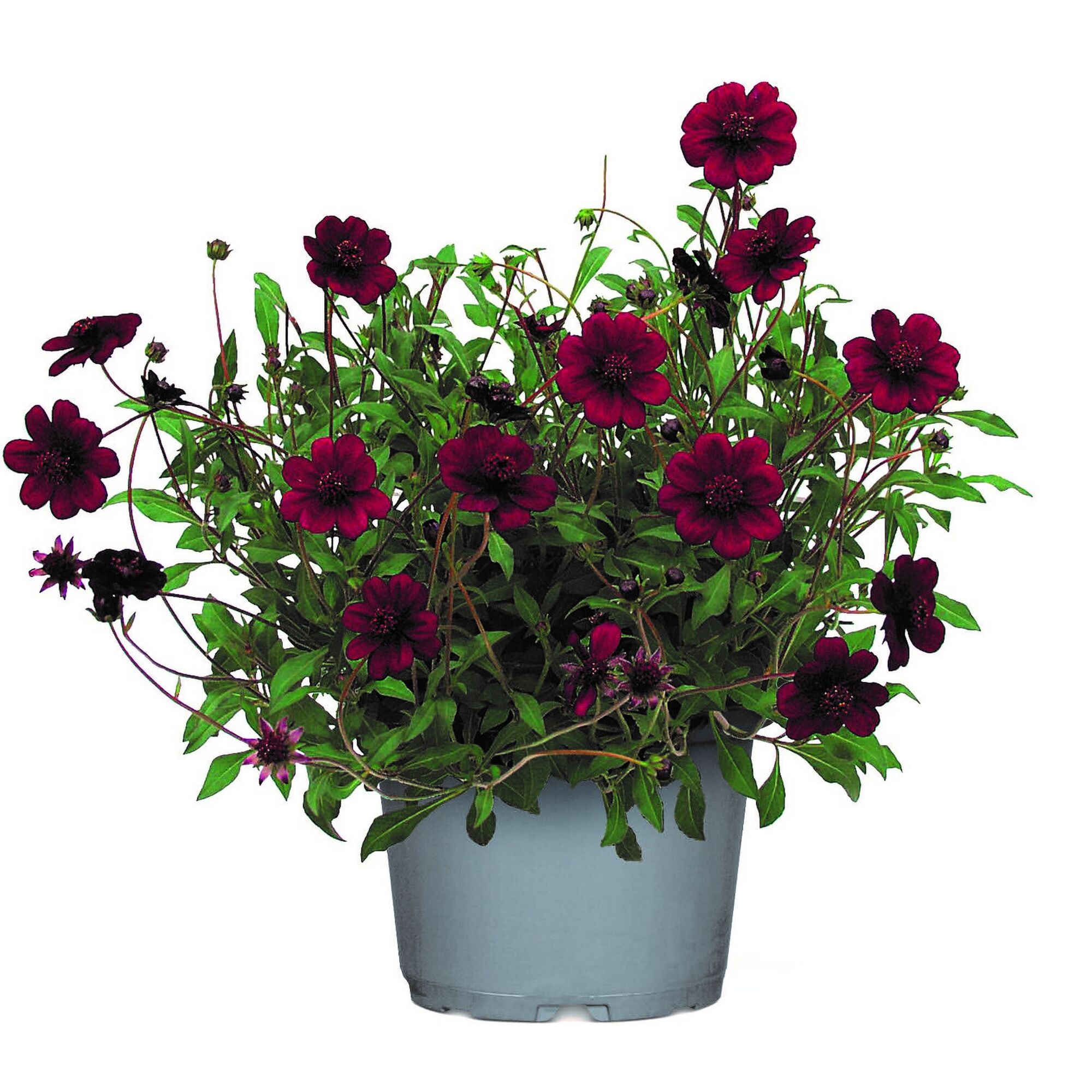 Topf mit Schokoladen-Kosmee