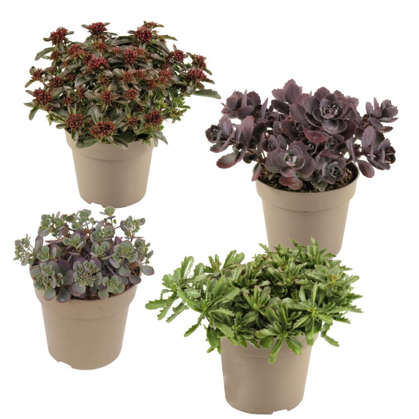 Vier Töpfchen mit verschiedenen Sedum-Pflanzen.