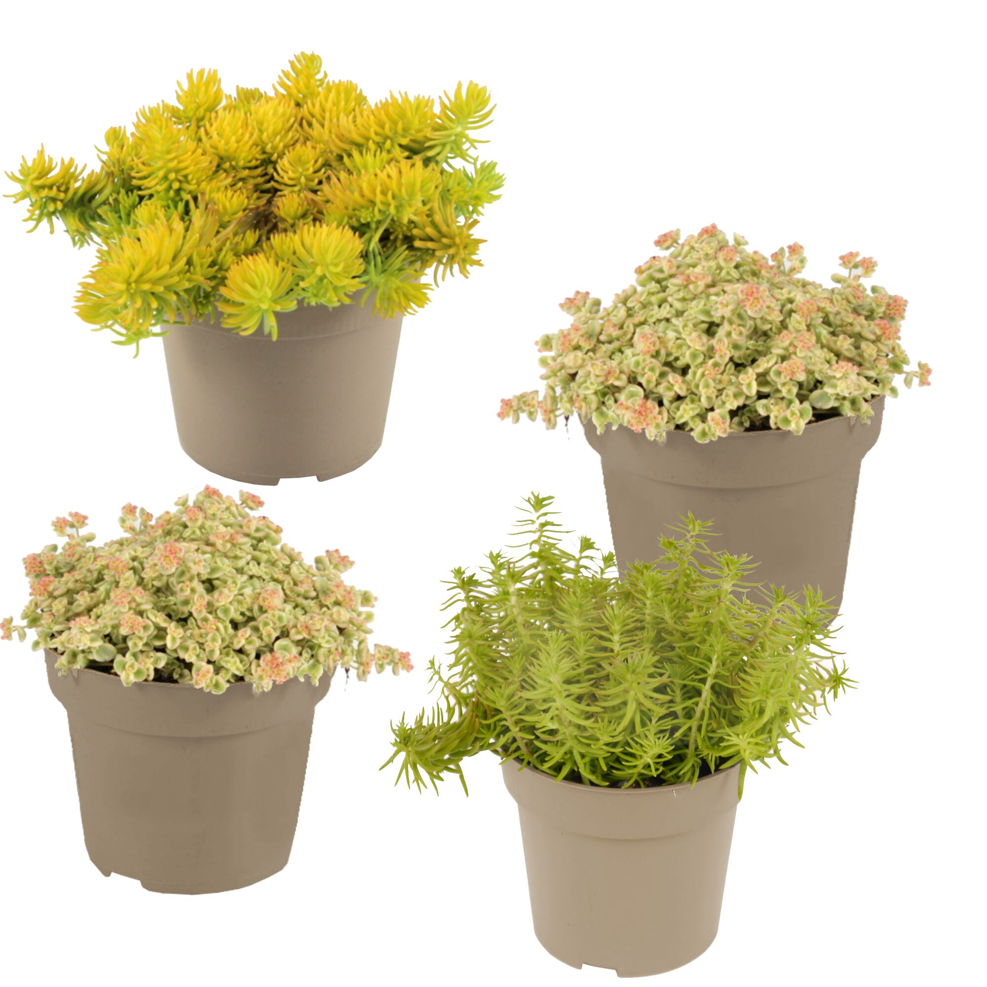 Vier Töpfchen mit verschiedenen Sedum-Arten.