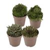 Hauswurz grünlaubig 10,5 cm Topf 4er-Set