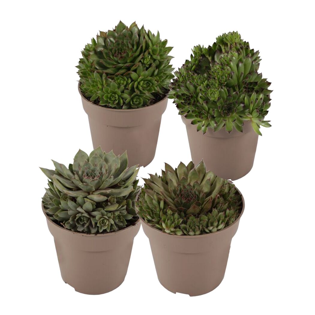 Hauswurz grünlaubig 10,5 cm Topf 4er-Set