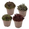 Hauswurz dunkellaubig 10,5 cm Topf 4er-Set