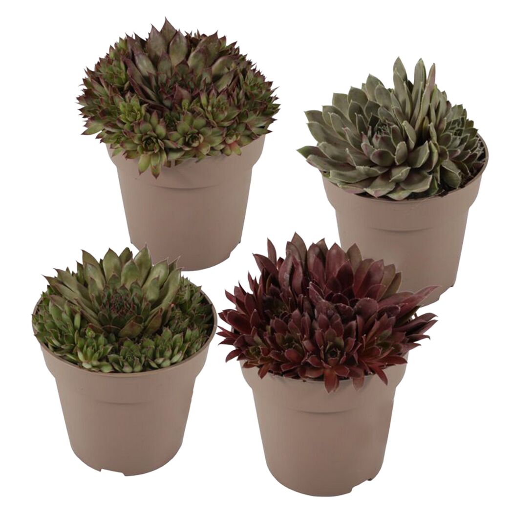 Hauswurz dunkellaubig 10,5 cm Topf 4er-Set