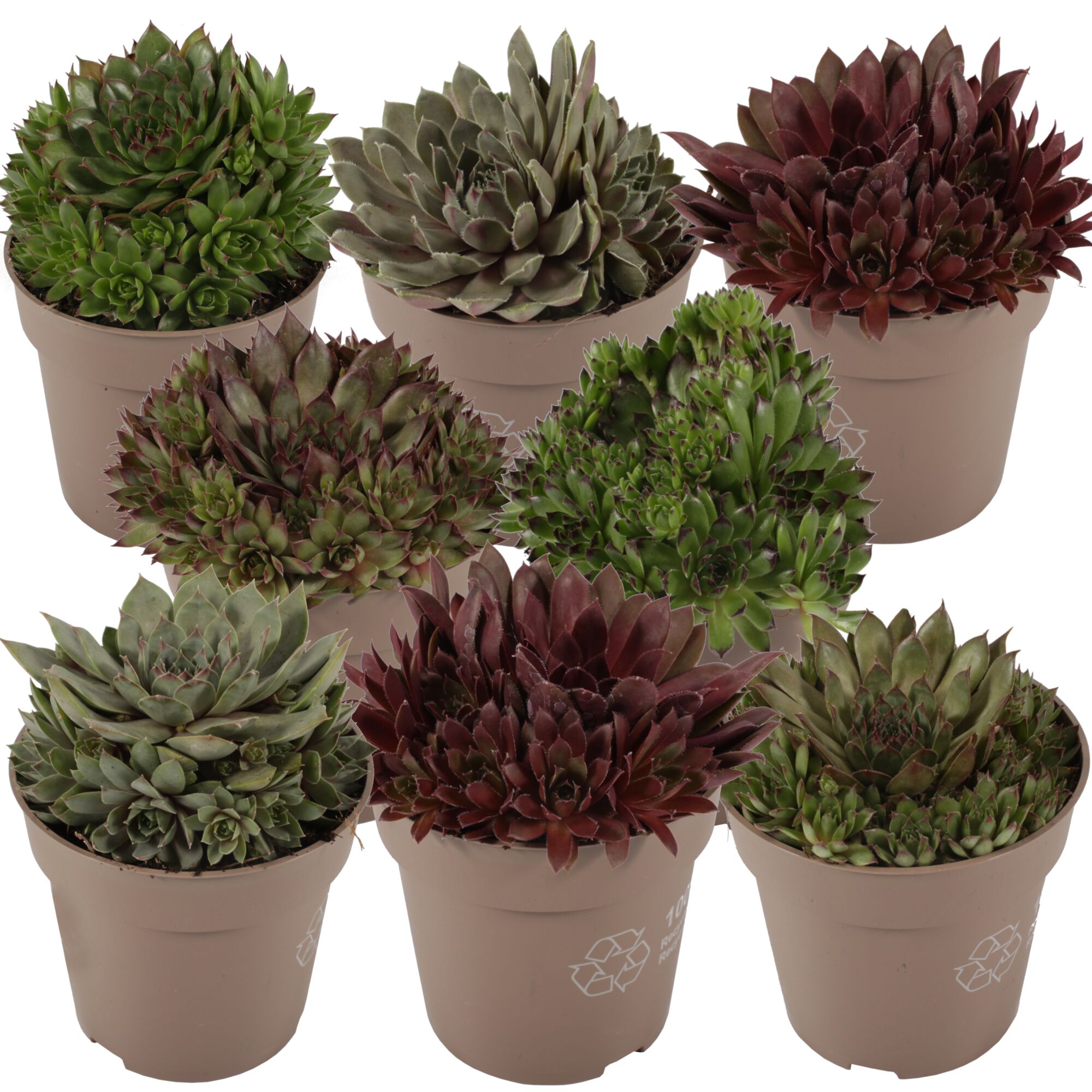 Sechs Töpfchen mit verschiedenen Hauswurz-Arten