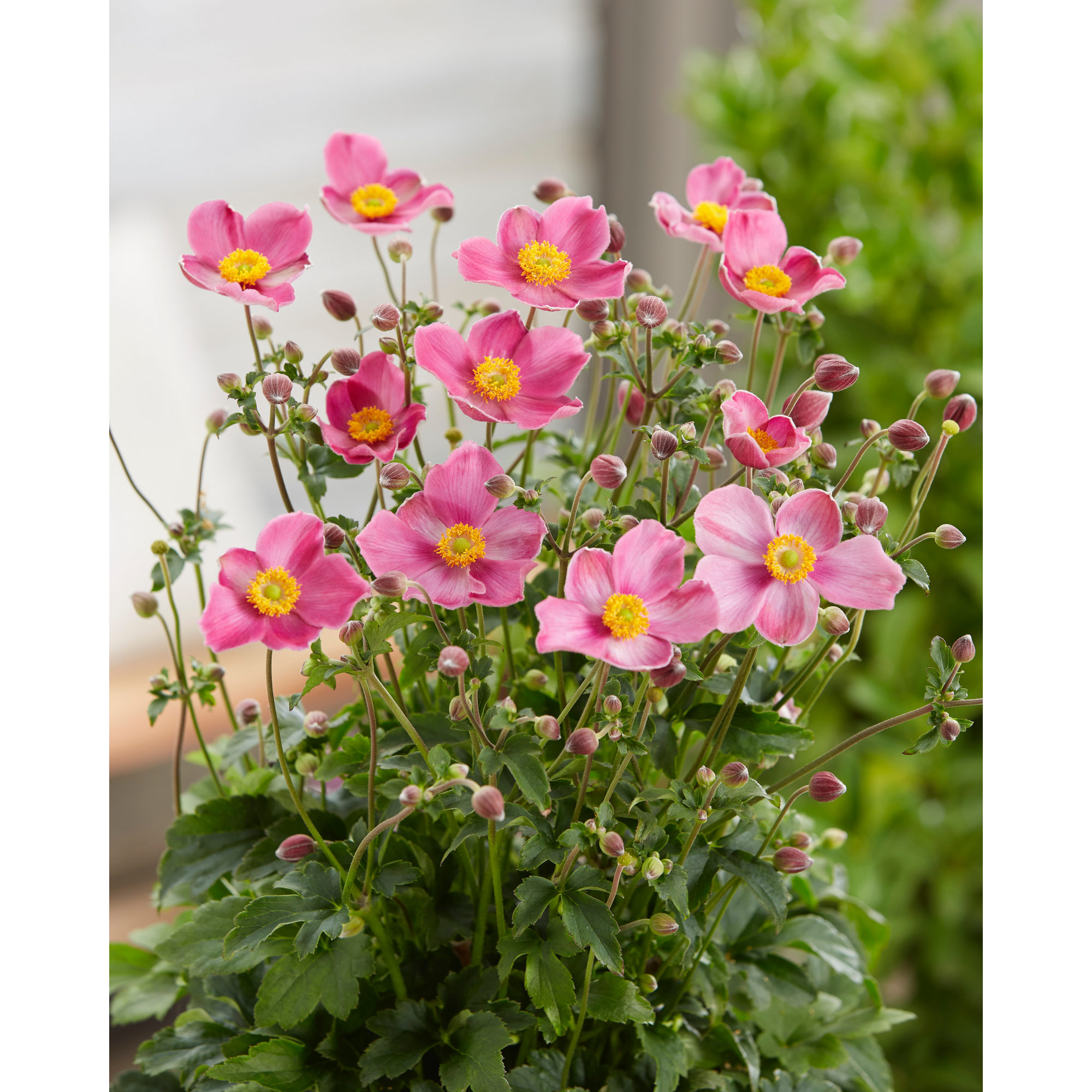Herbstanemone 'Fantasy Jasmine' rosa 17 cm Topf + product picture