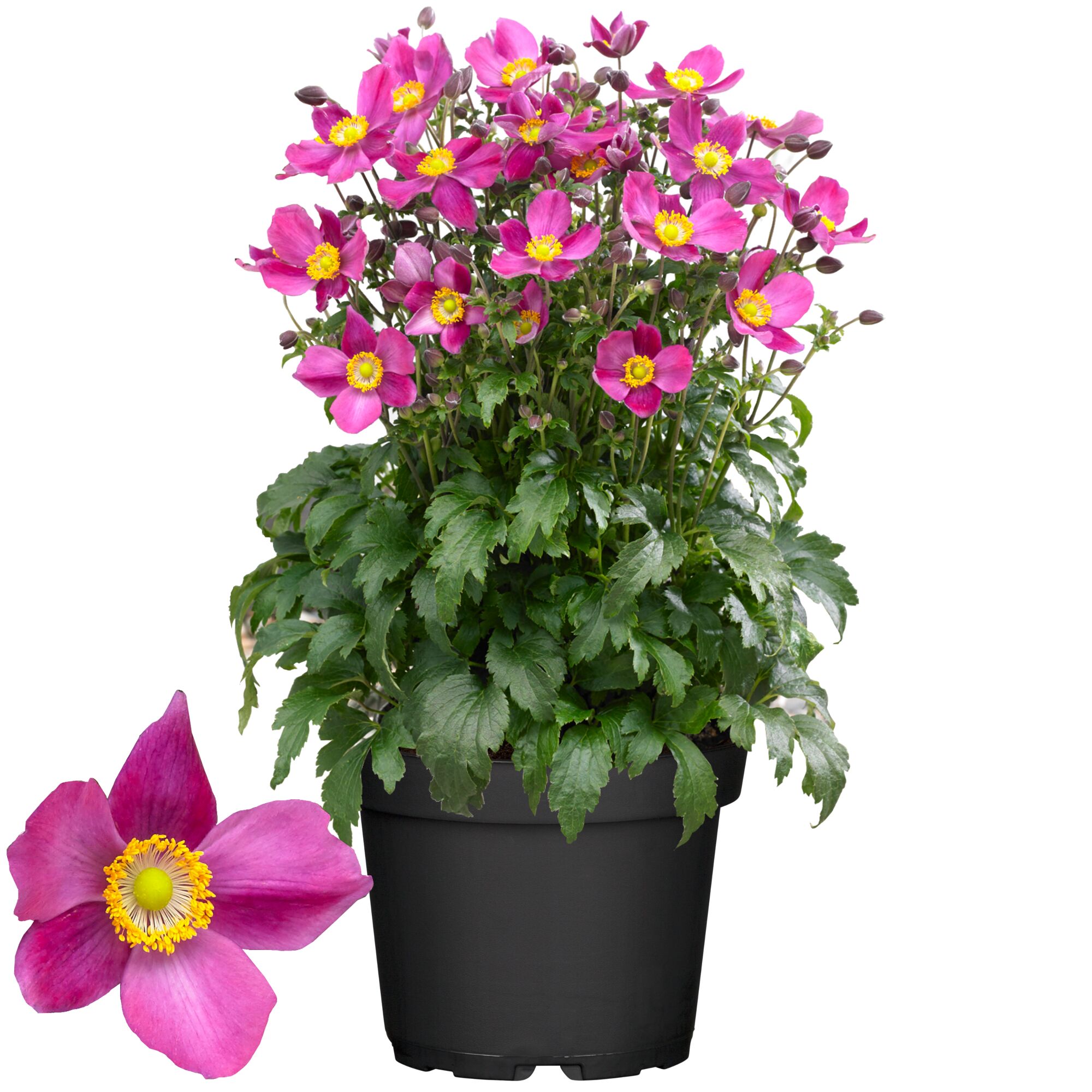 Topfpflanze mit pinken Blüten und grünen Blättern